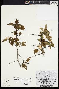 Crataegus virella image