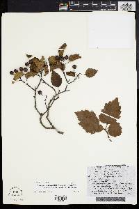 Crataegus virella image