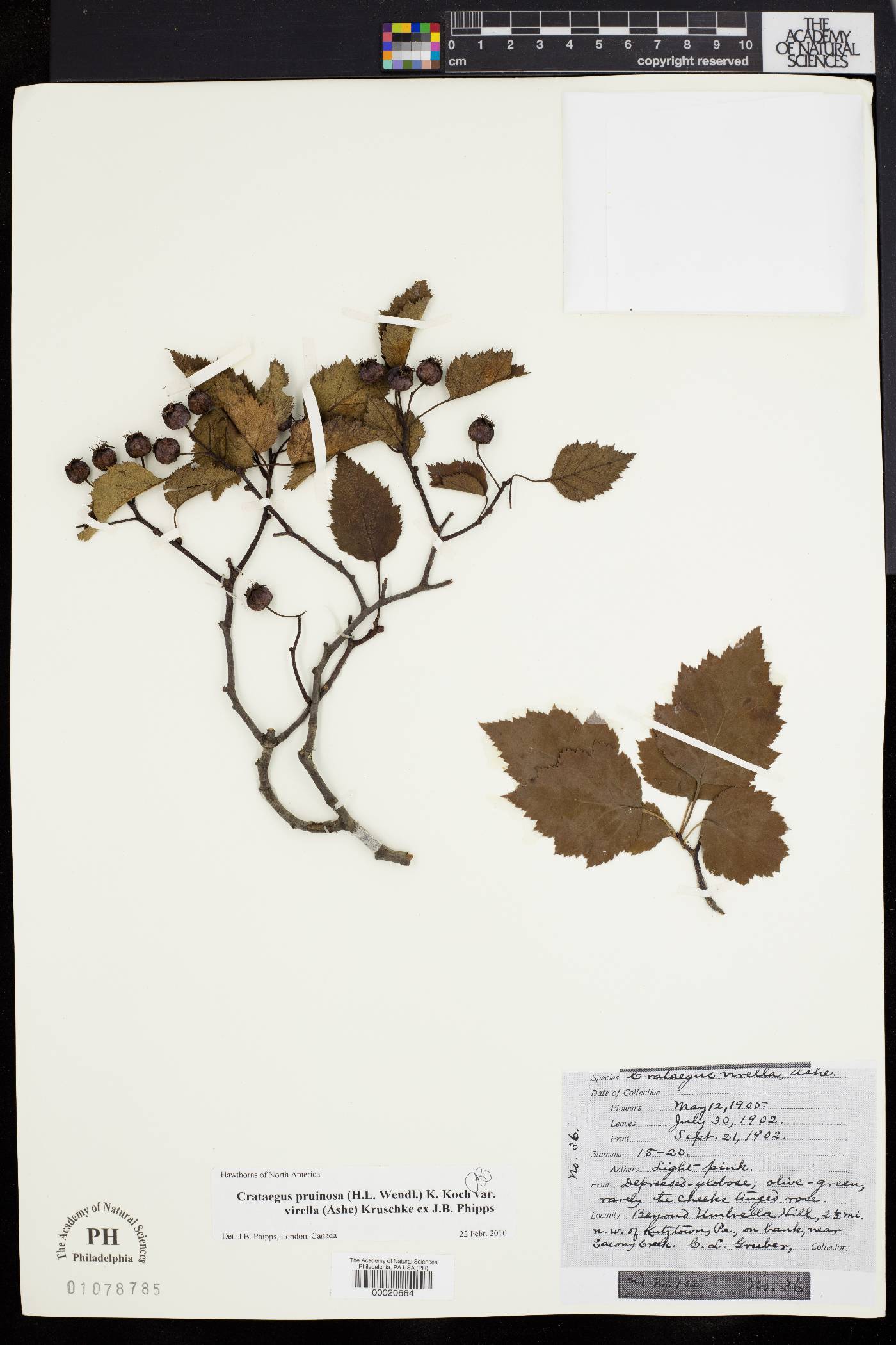 Crataegus virella image