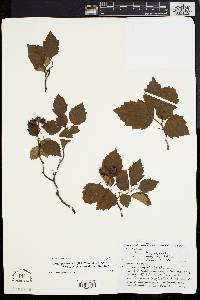 Crataegus virella image