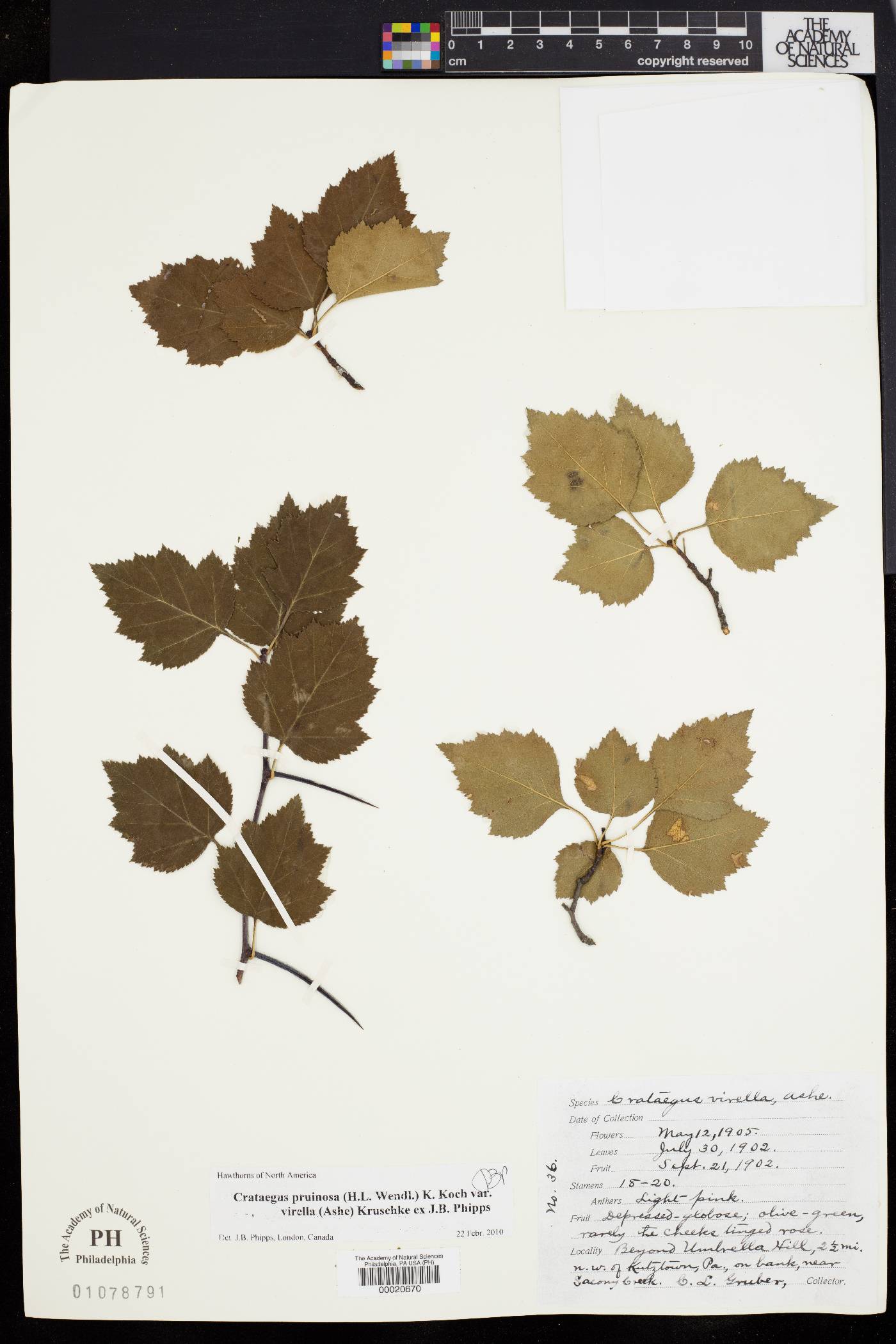 Crataegus virella image
