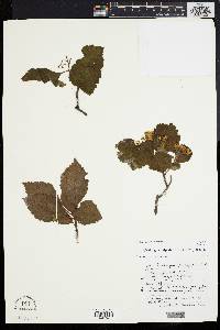 Crataegus calpodendron image