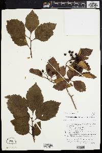 Crataegus calpodendron image