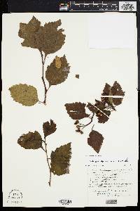 Crataegus calpodendron image