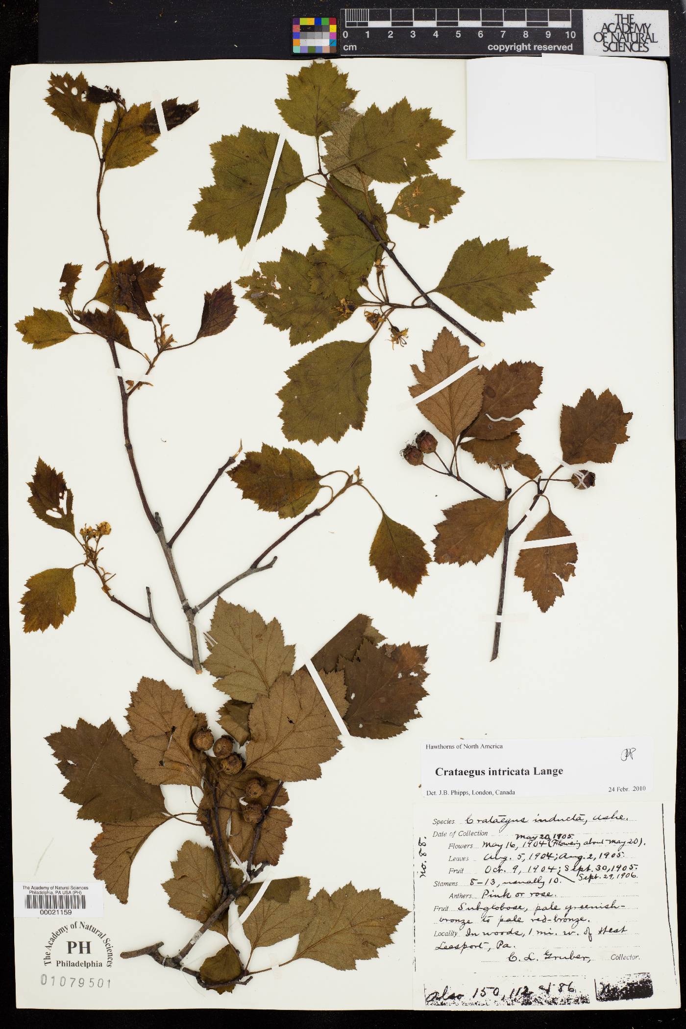 Crataegus inducta image