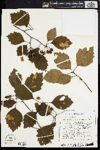 Crataegus inducta image