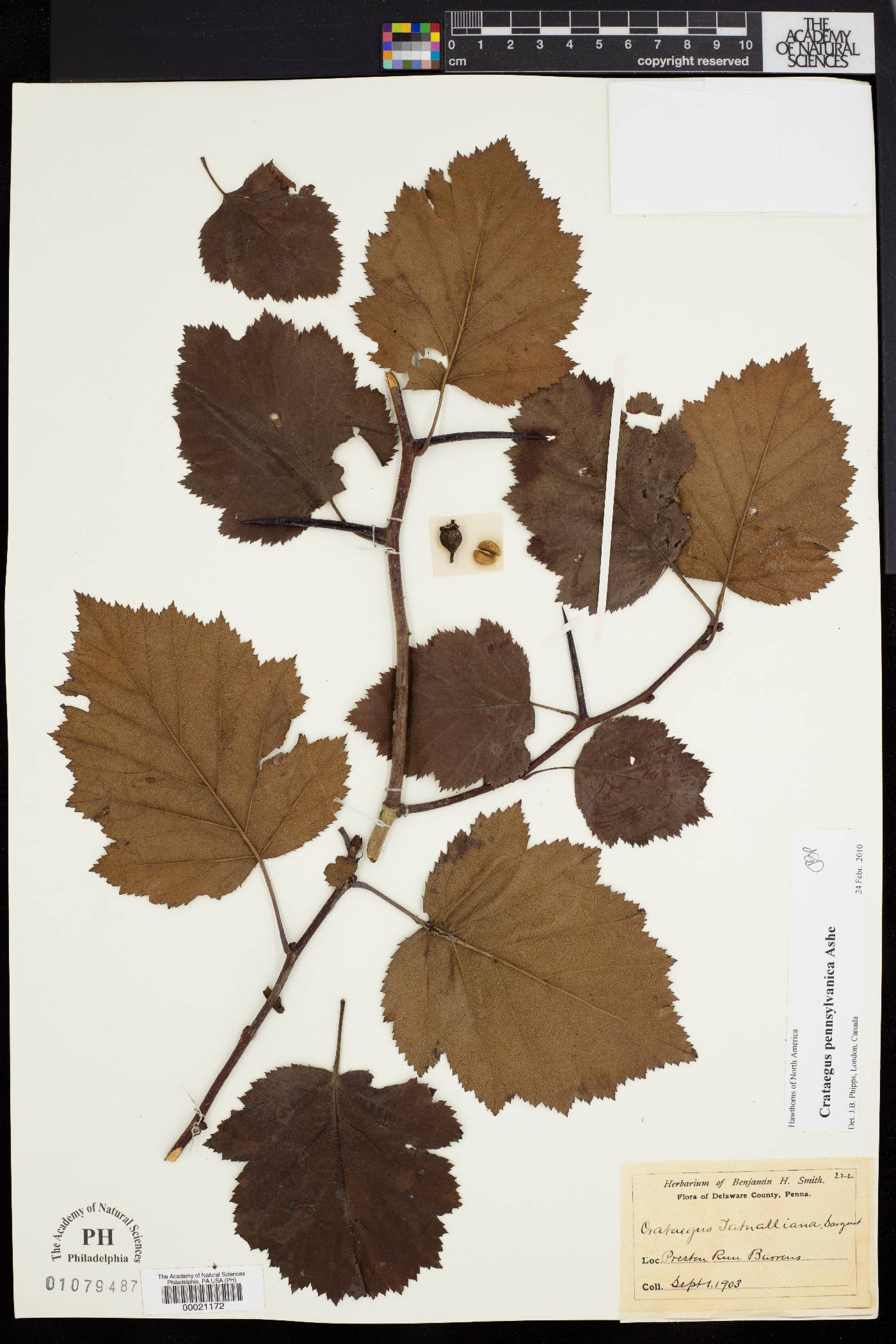 Crataegus tatnalliana image