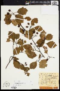 Crataegus inducta image