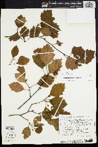 Crataegus inducta image