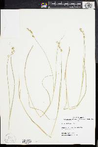 Carex albolutescens image