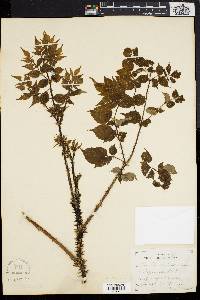 Aralia spinosa image