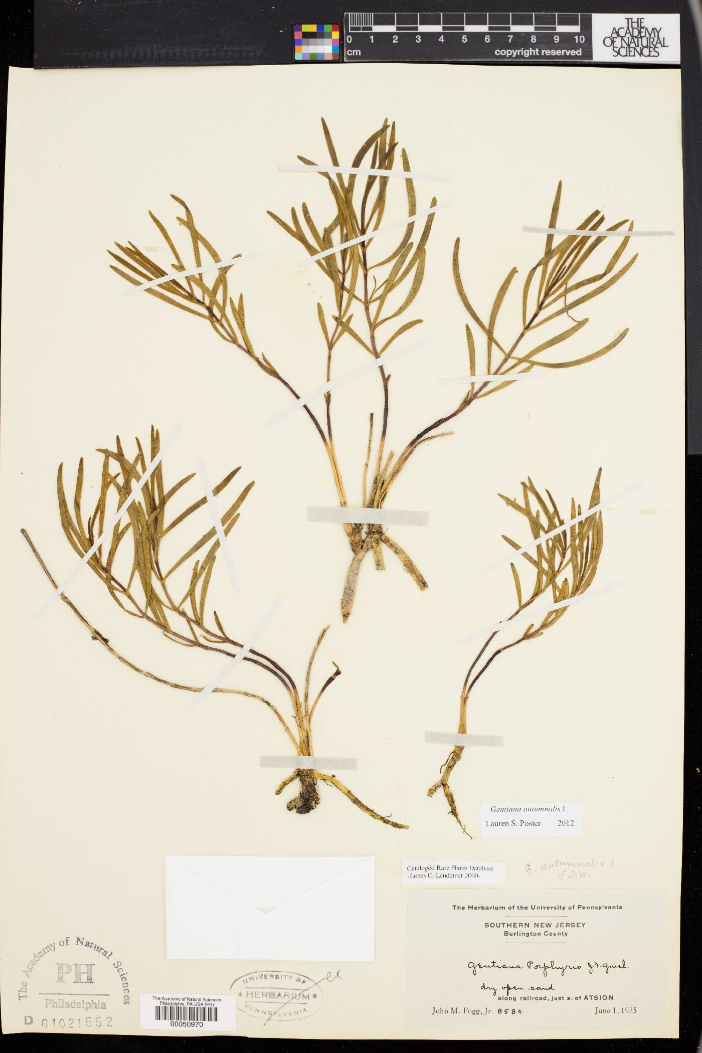 Gentiana autumnalis image