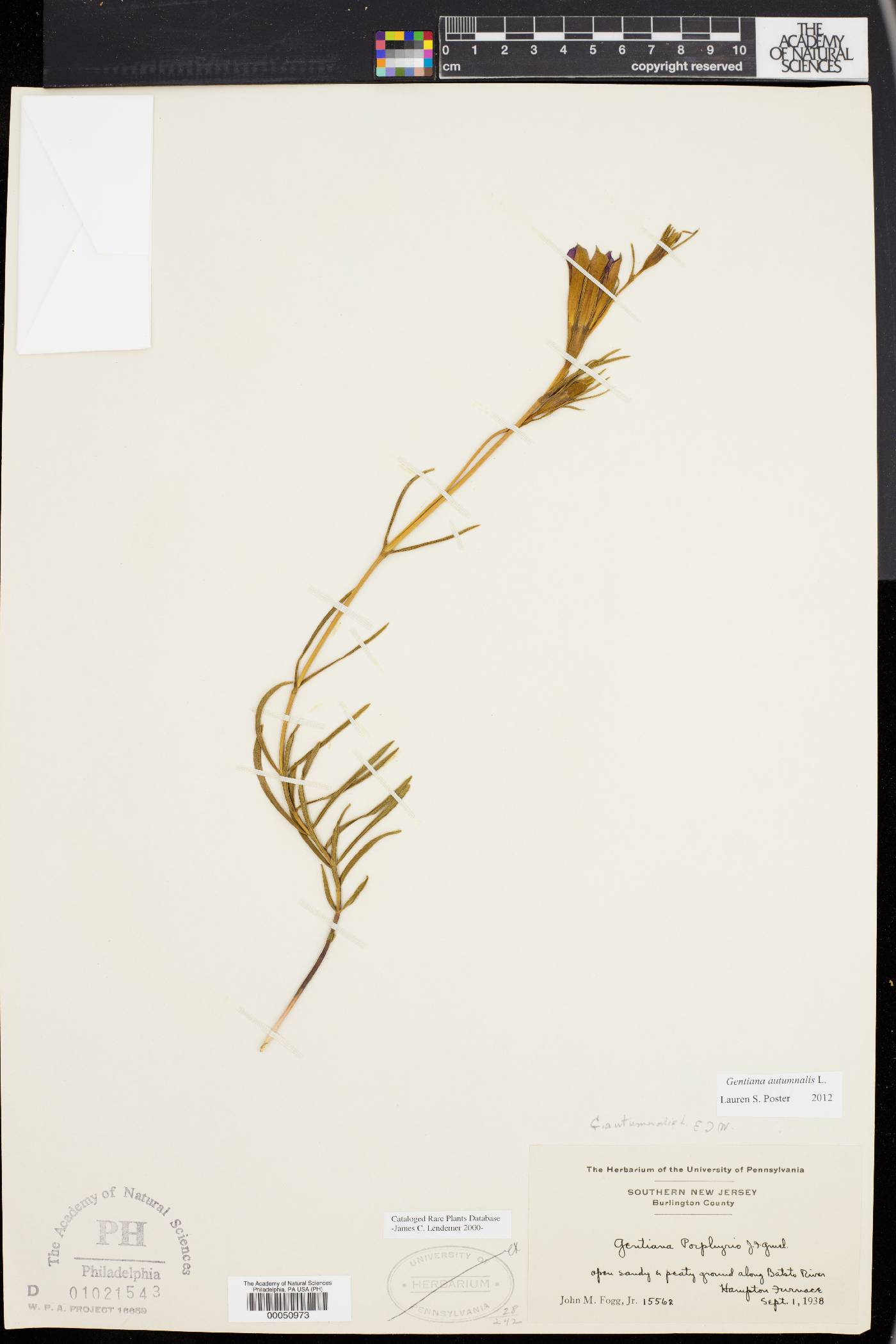 Gentiana autumnalis image