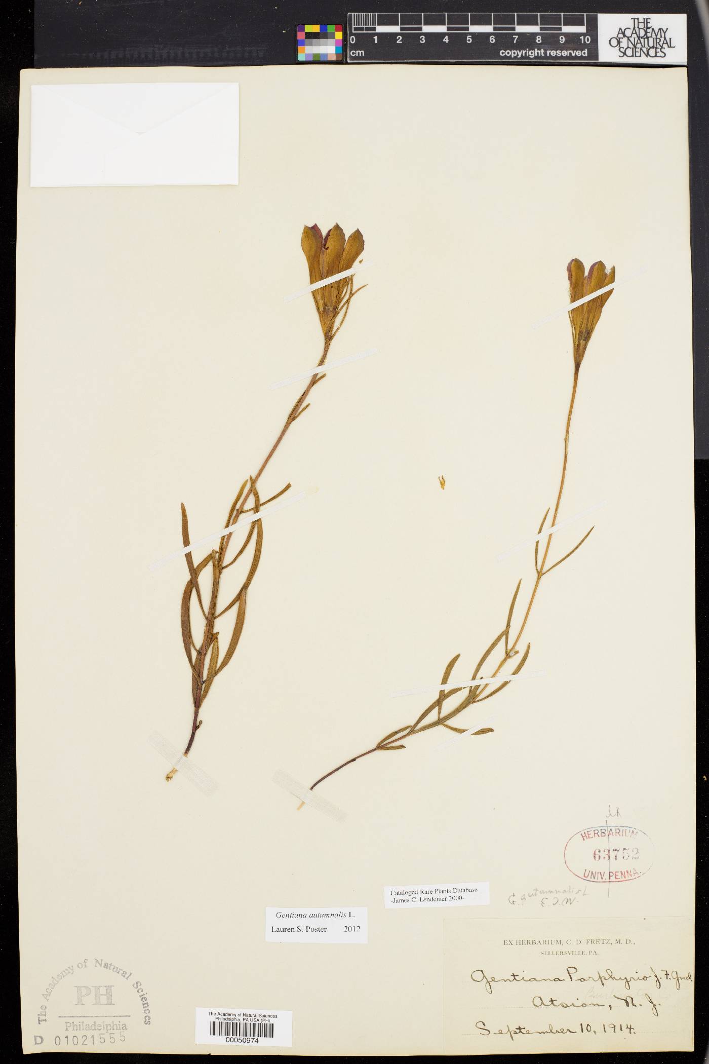 Gentiana autumnalis image