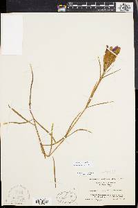 Gentiana porphyrio image