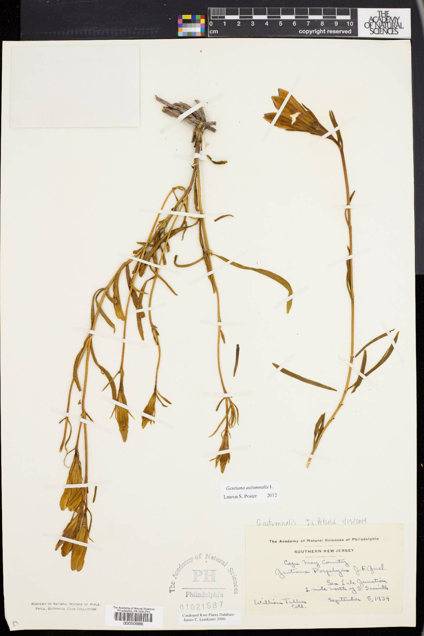 Gentiana autumnalis image