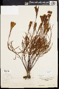 Gentiana porphyrio image