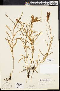 Gentiana porphyrio image