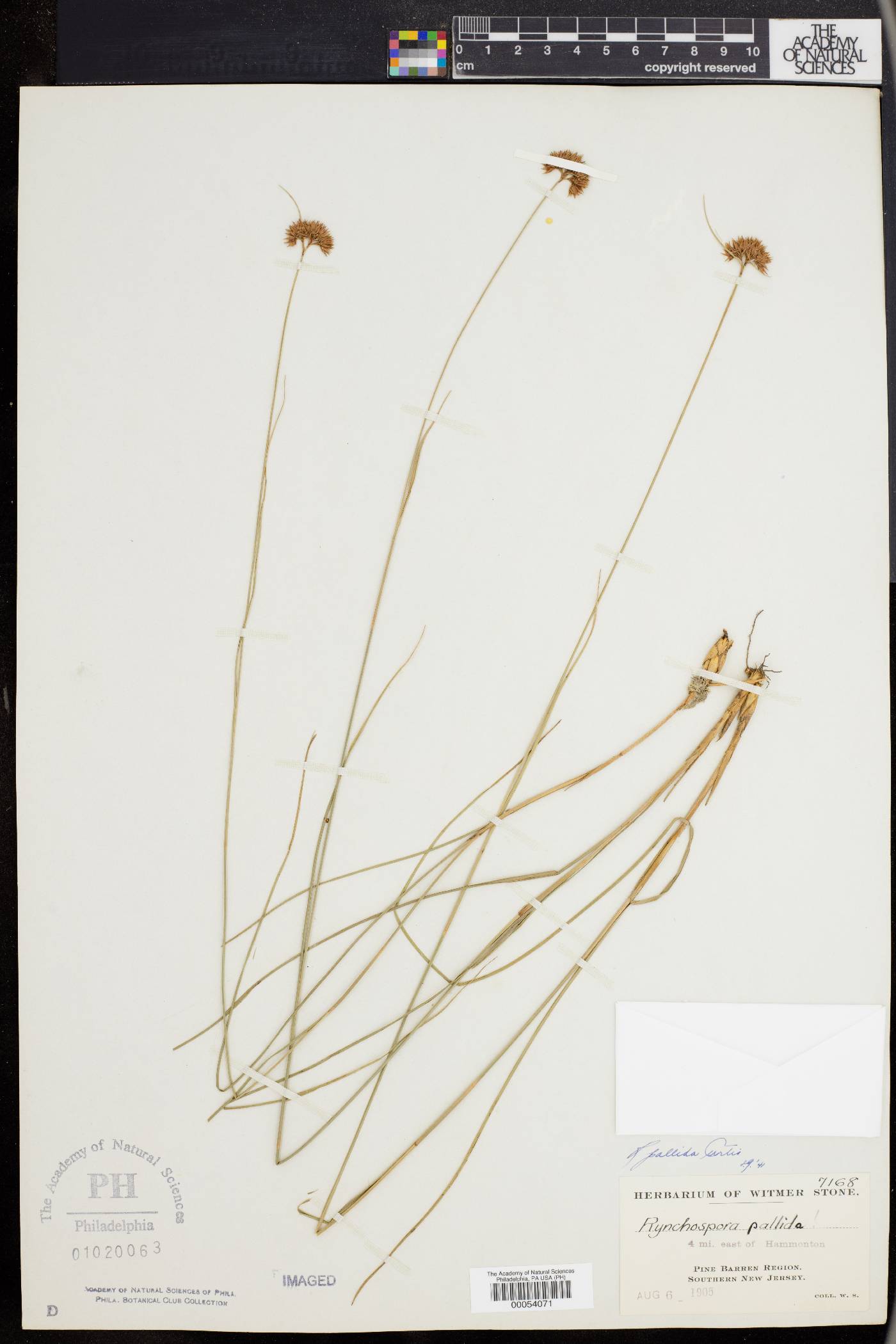 Rhynchospora pallida image