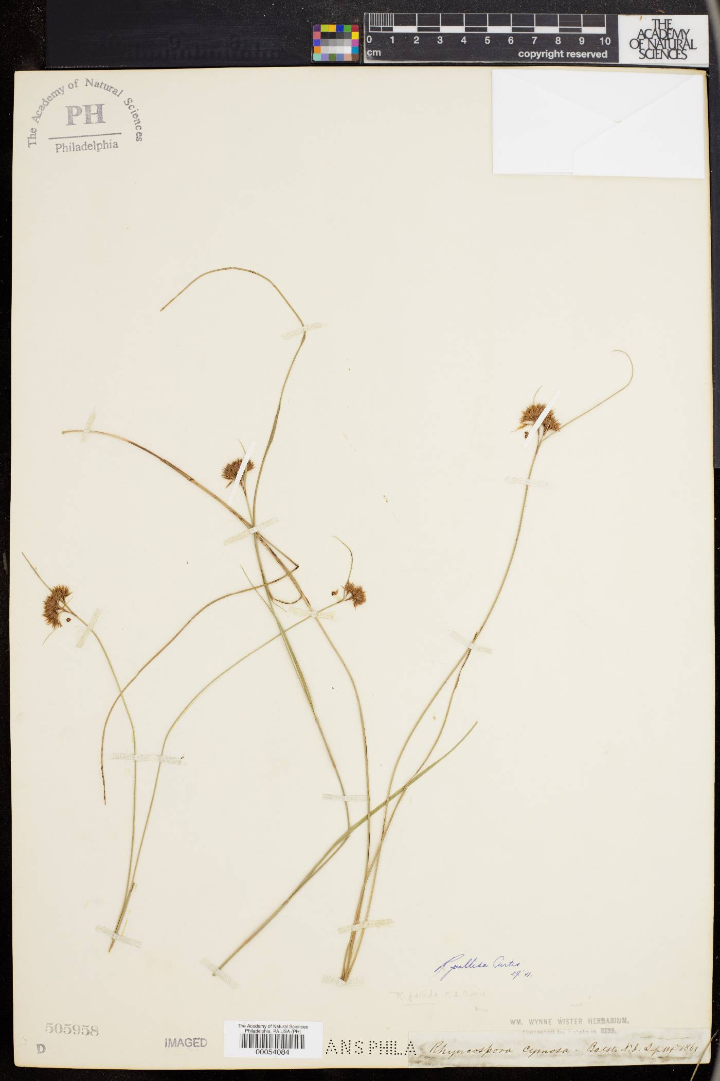 Rhynchospora pallida image