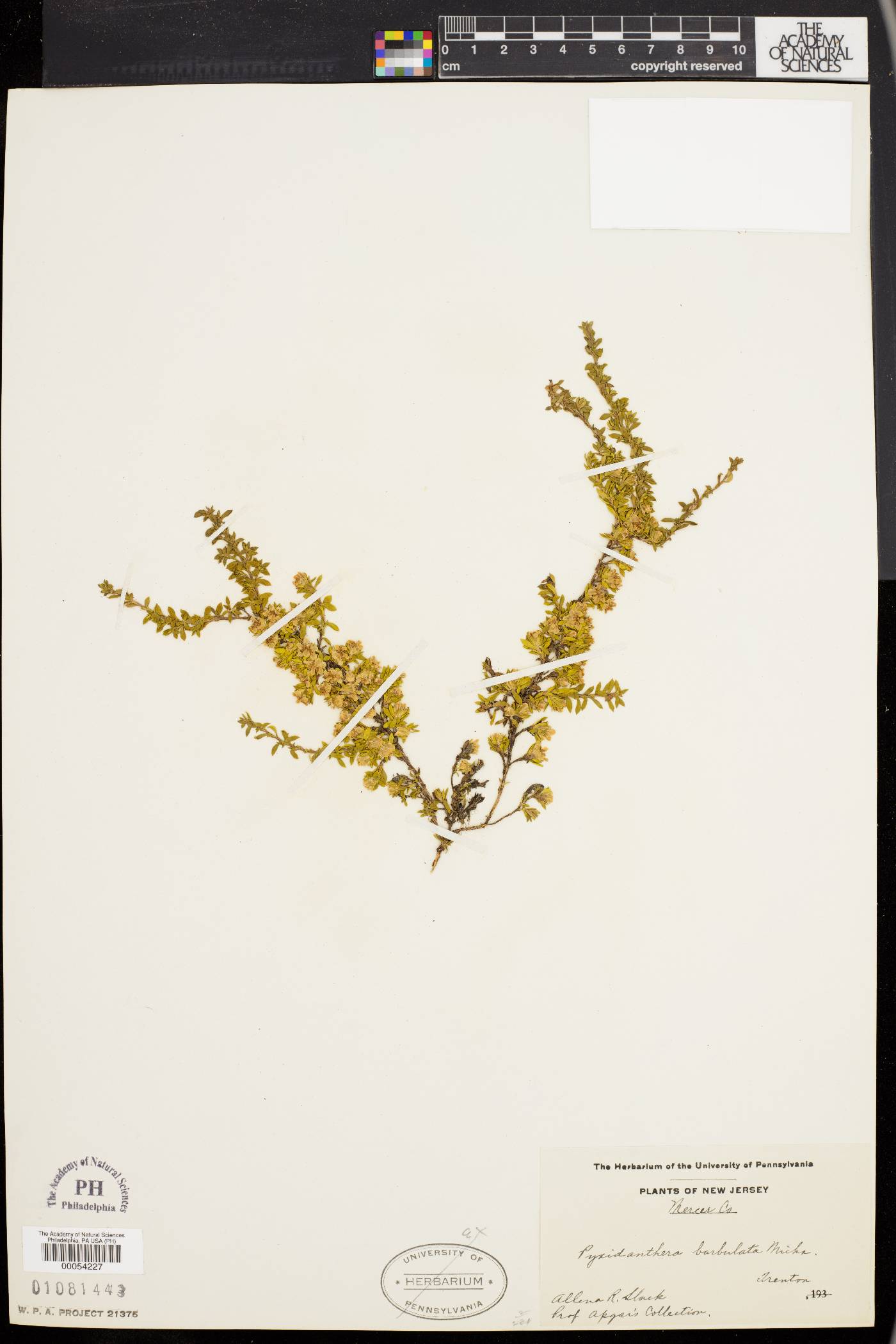Pyxidanthera barbulata image