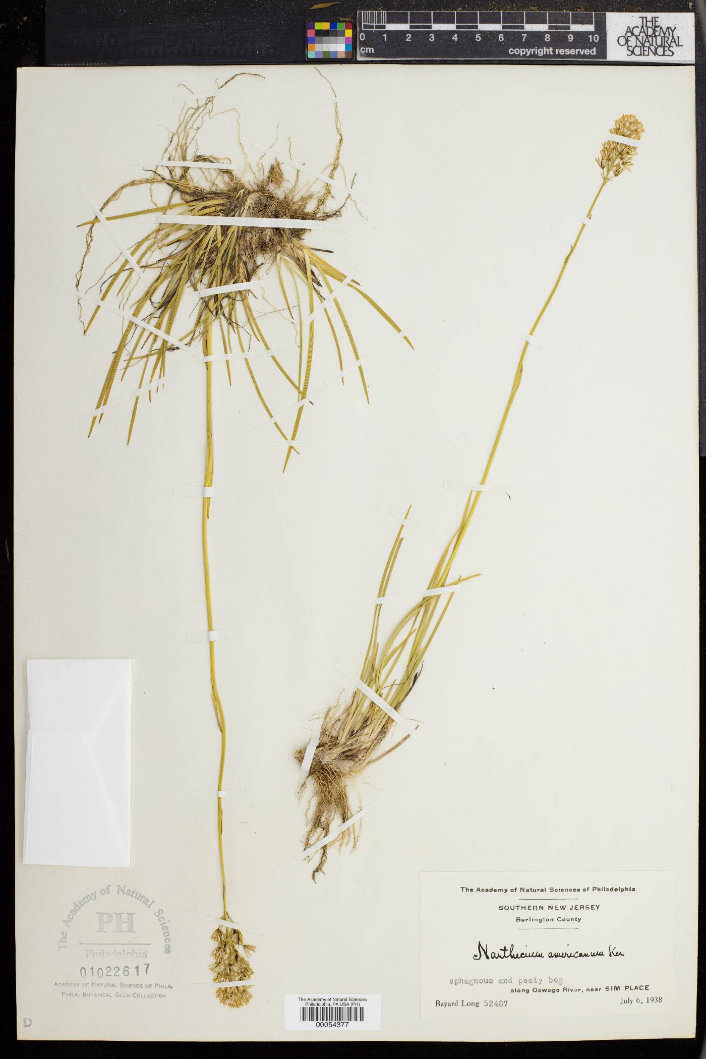 Narthecium americanum image