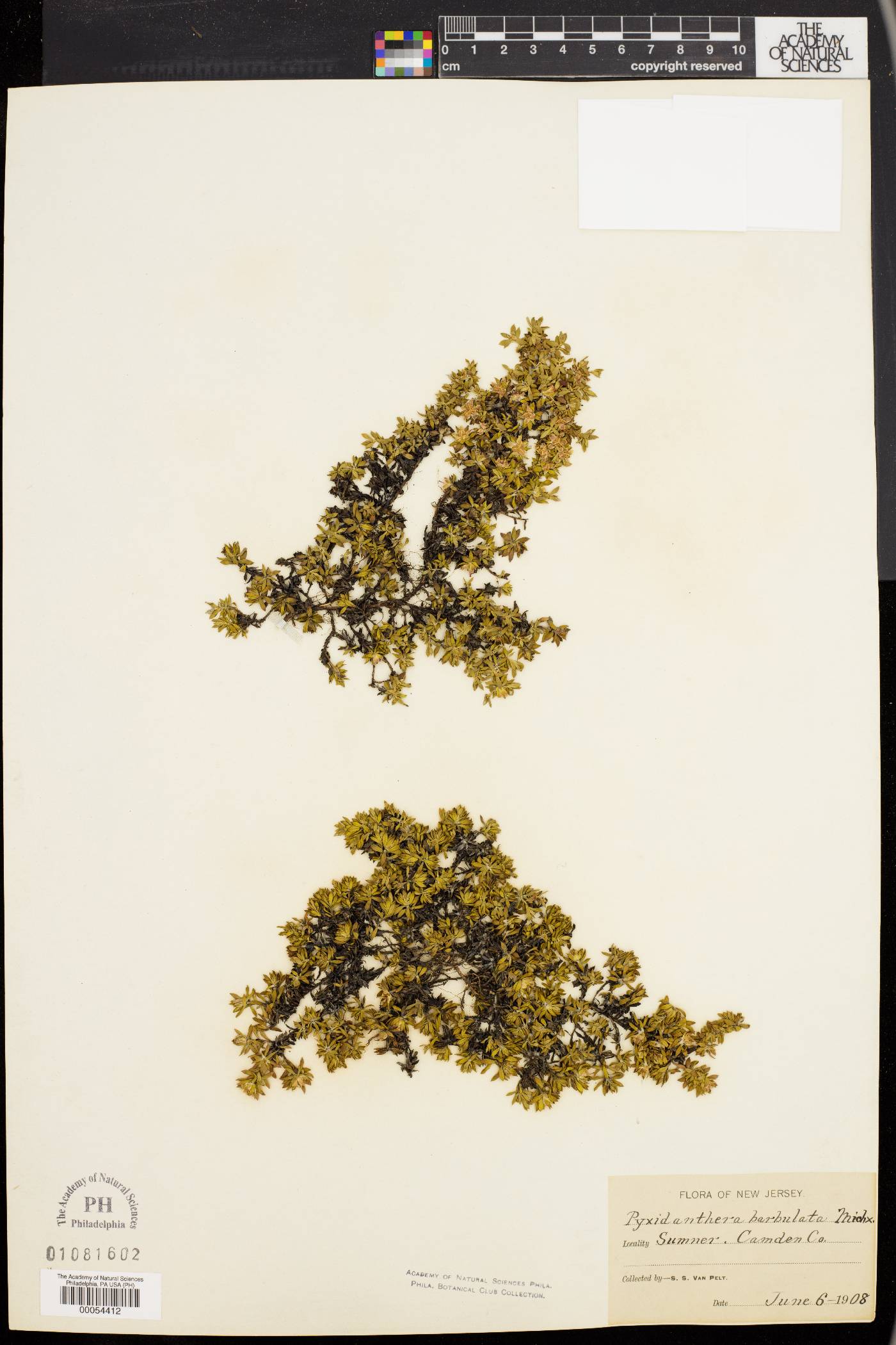 Pyxidanthera image