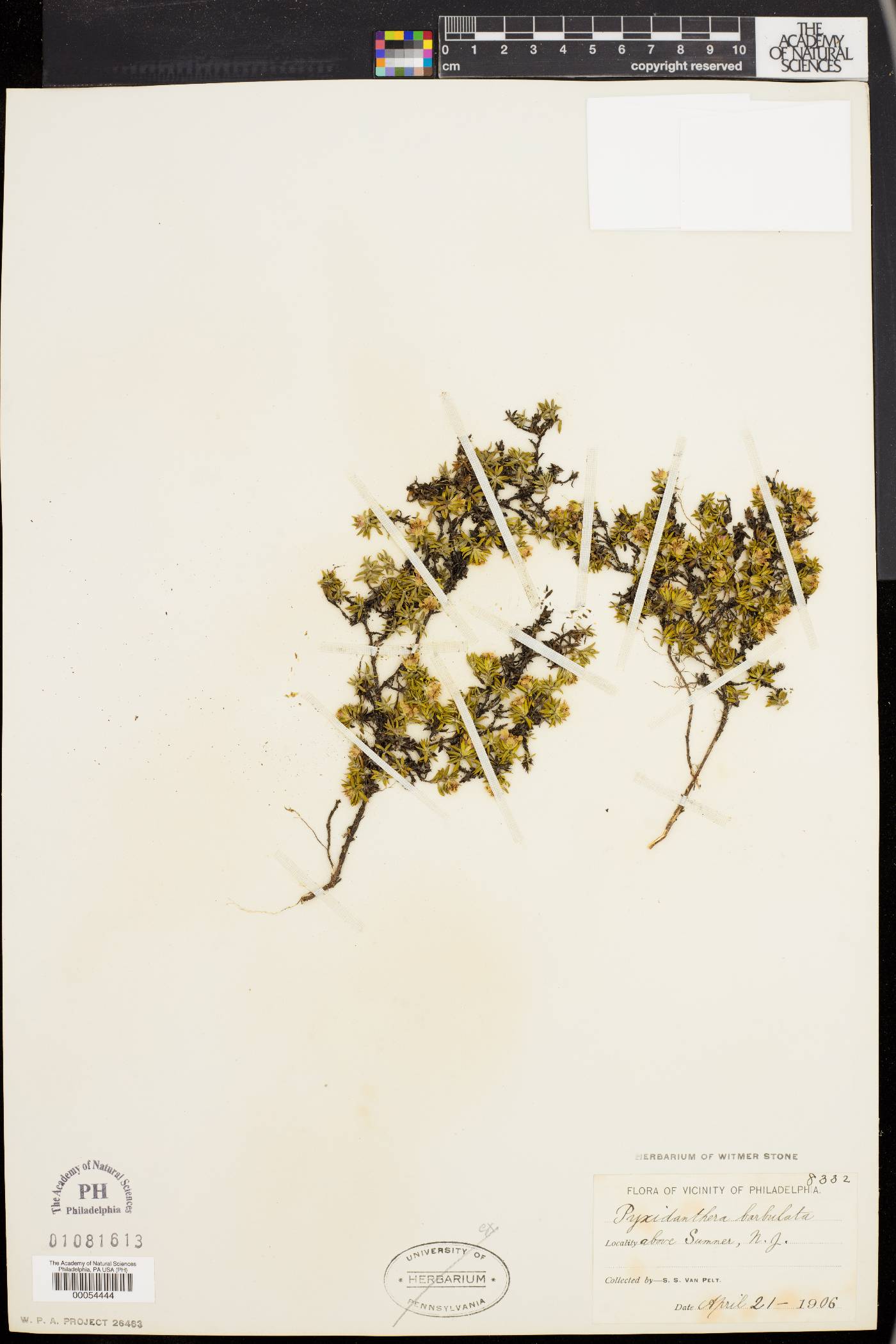 Pyxidanthera barbulata image