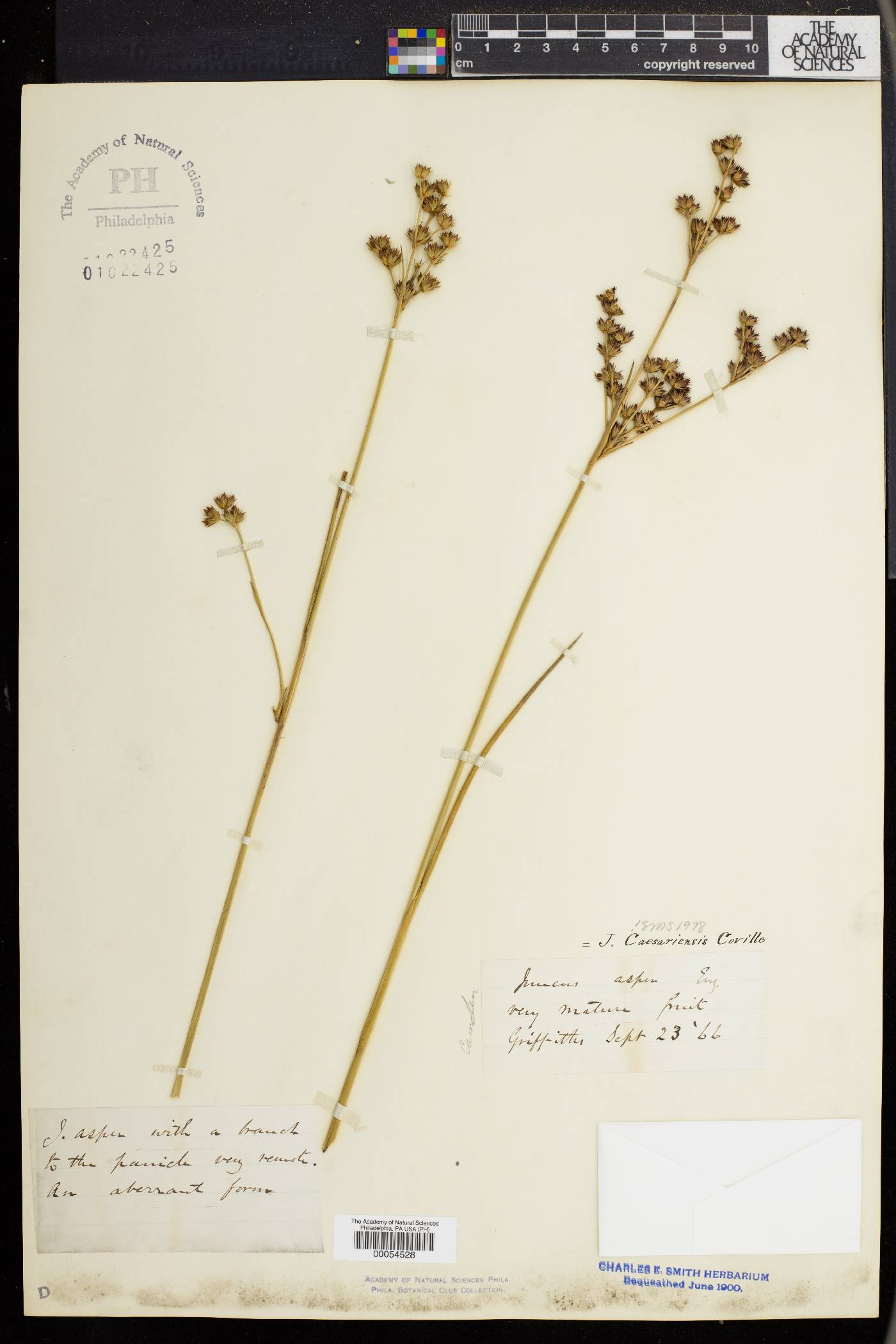 Juncus caesariensis image