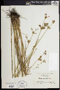 Juncus caesariensis image