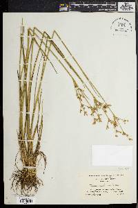 Juncus caesariensis image