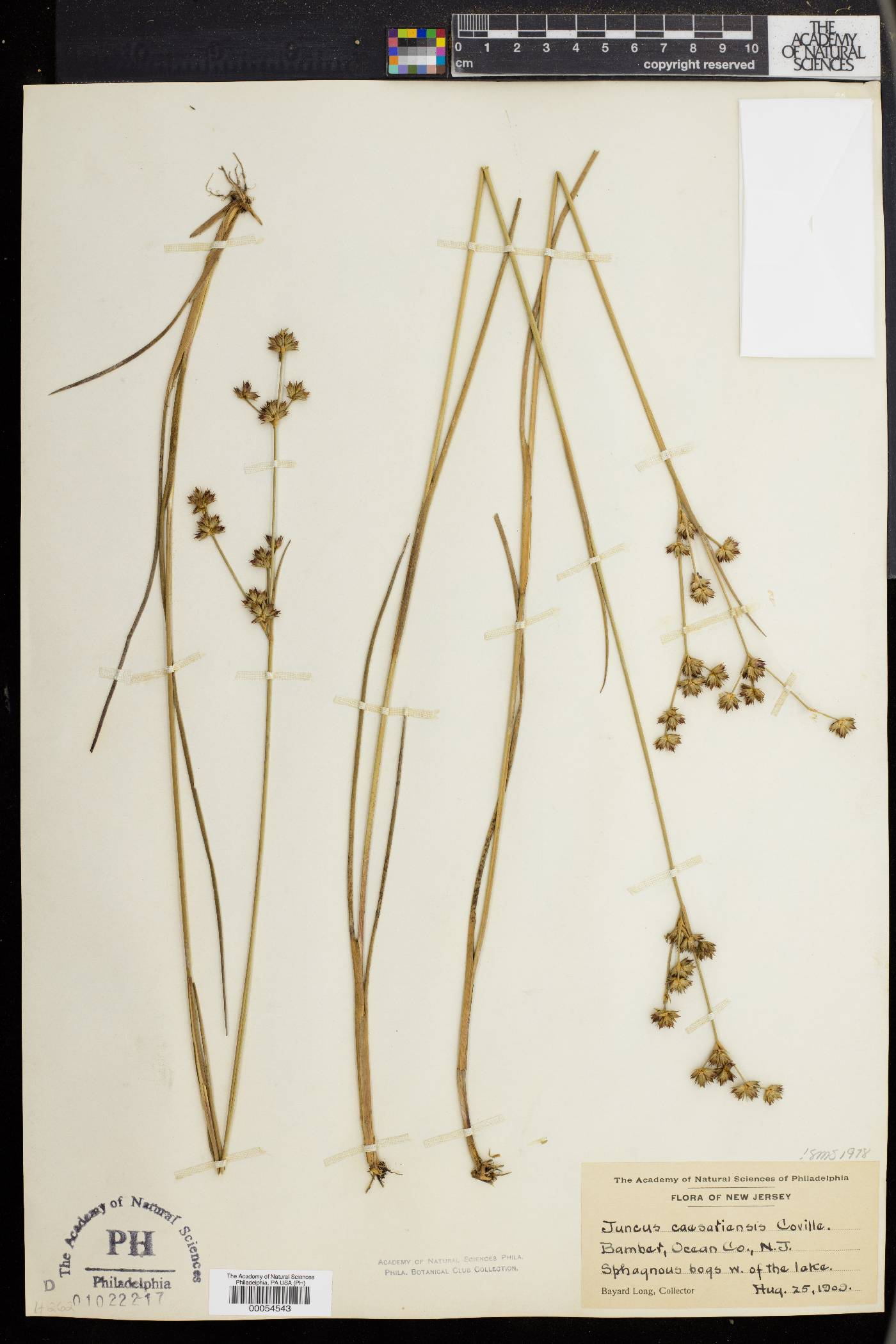 Juncus caesariensis image