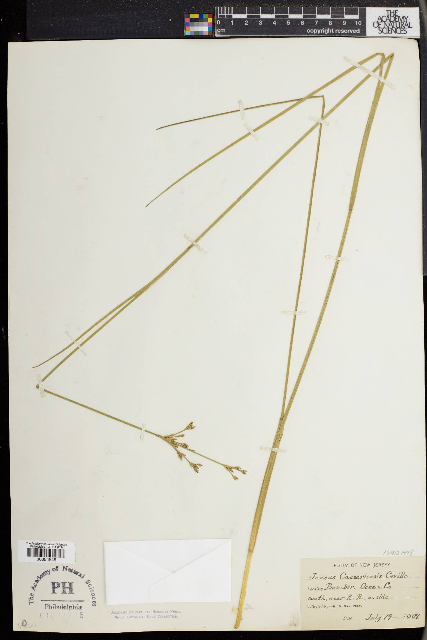 Juncus caesariensis image