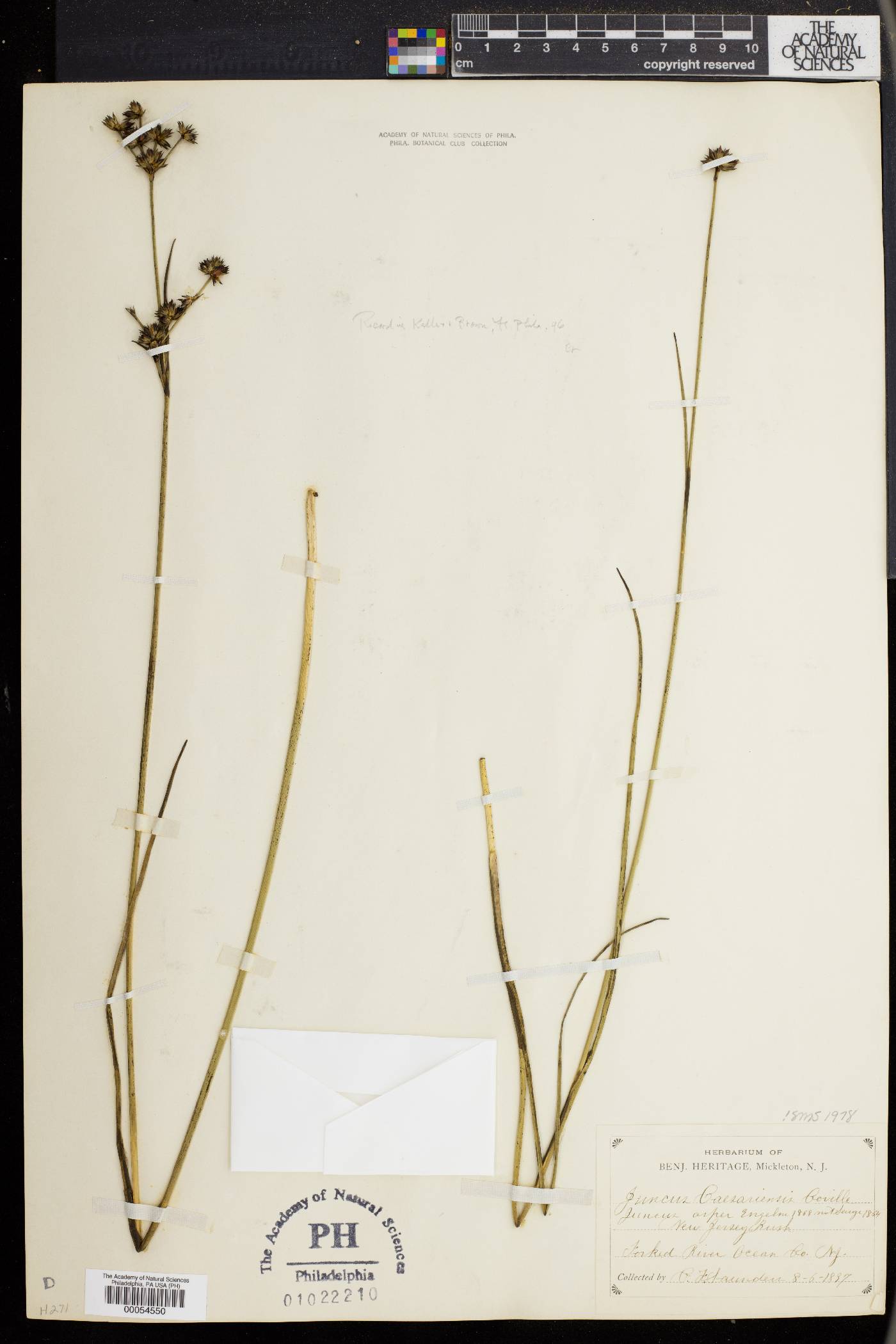 Juncus caesariensis image