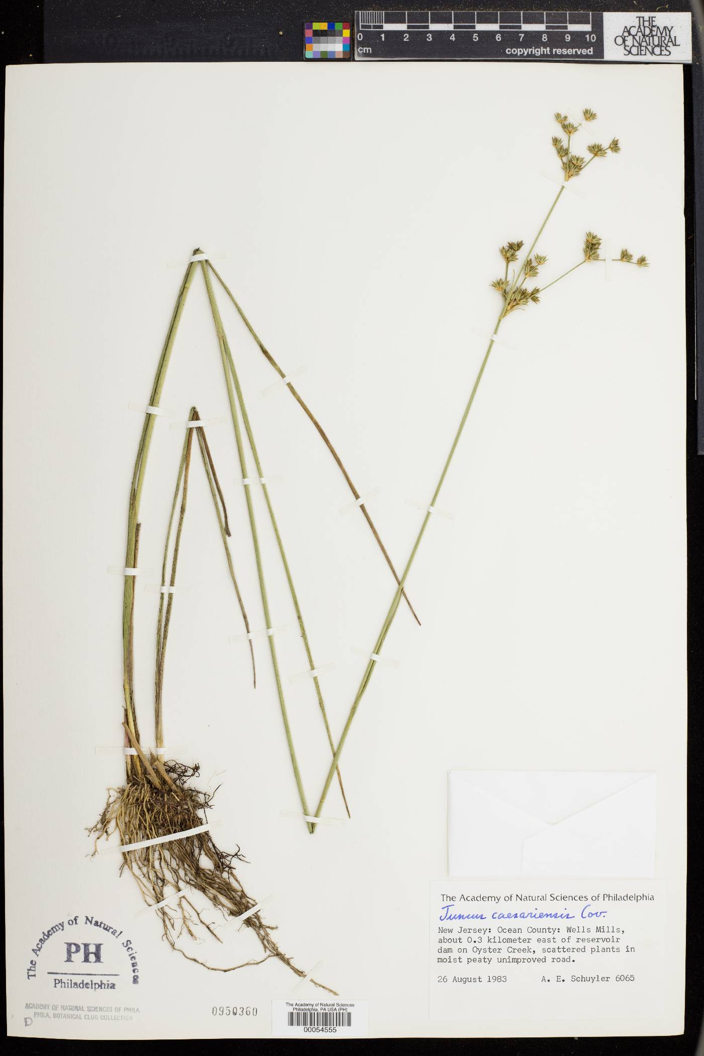 Juncus caesariensis image