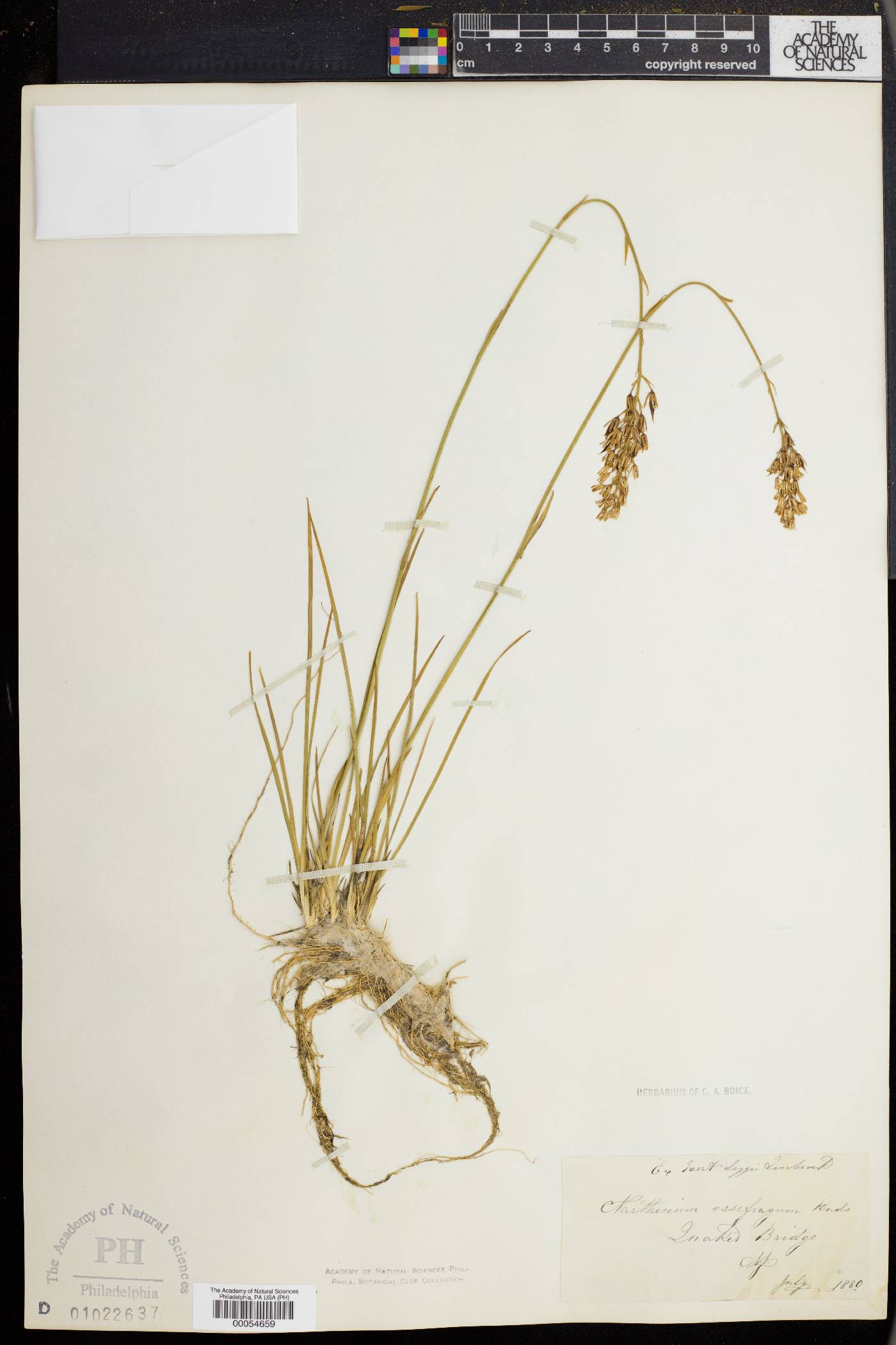 Narthecium americanum image