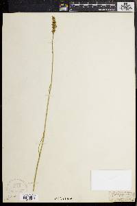 Narthecium americanum image