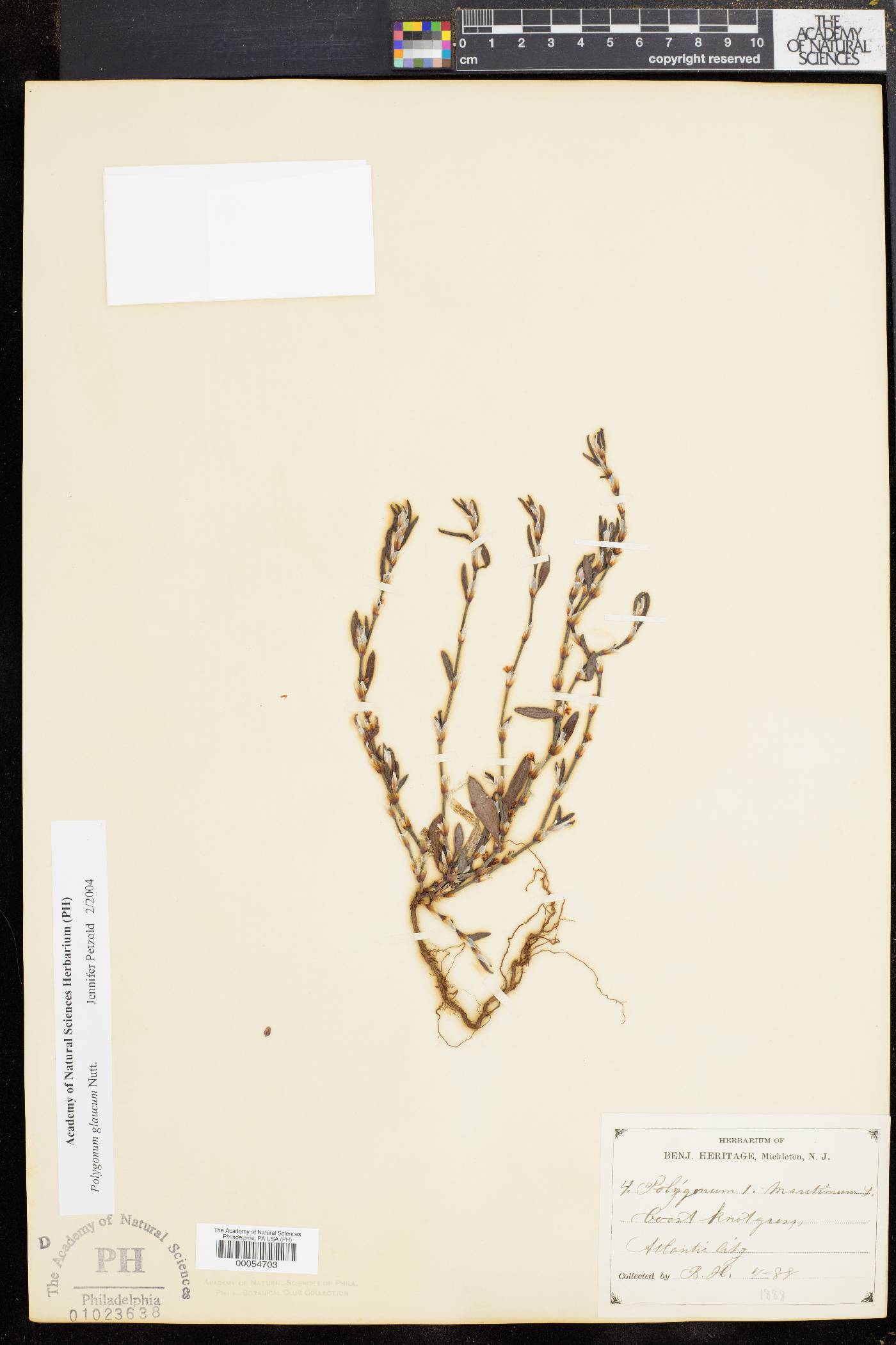 Polygonum glaucum image