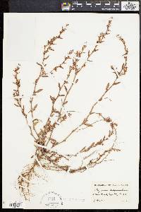 Polygonum glaucum image