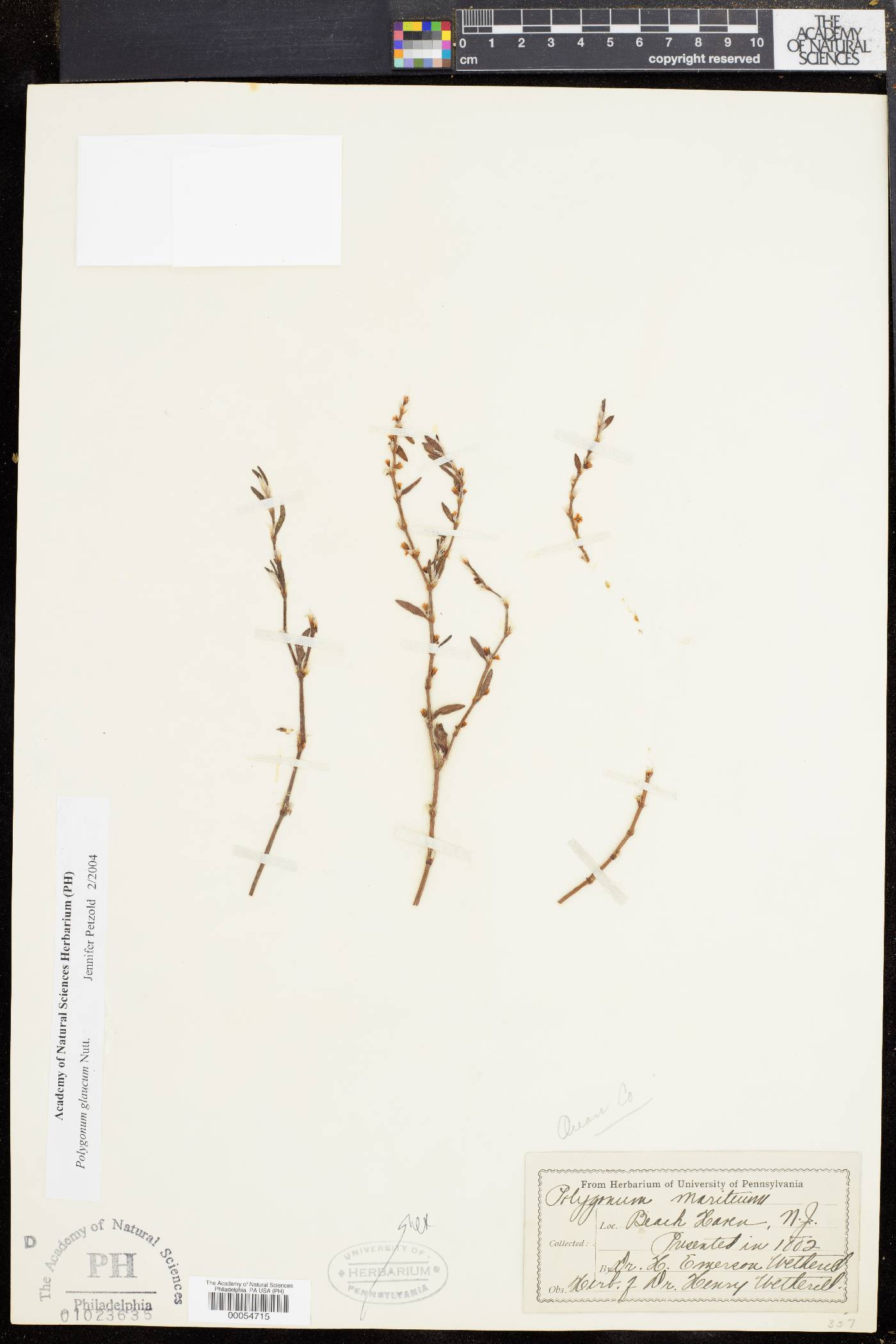 Polygonum glaucum image