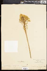 Xerophyllum asphodeloides image