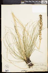 Xerophyllum asphodeloides image