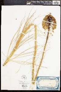 Xerophyllum asphodeloides image