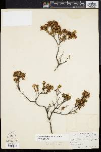 Dendrium buxifolium image