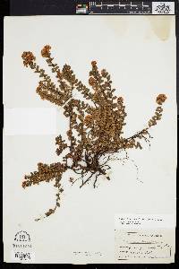 Dendrium buxifolium image