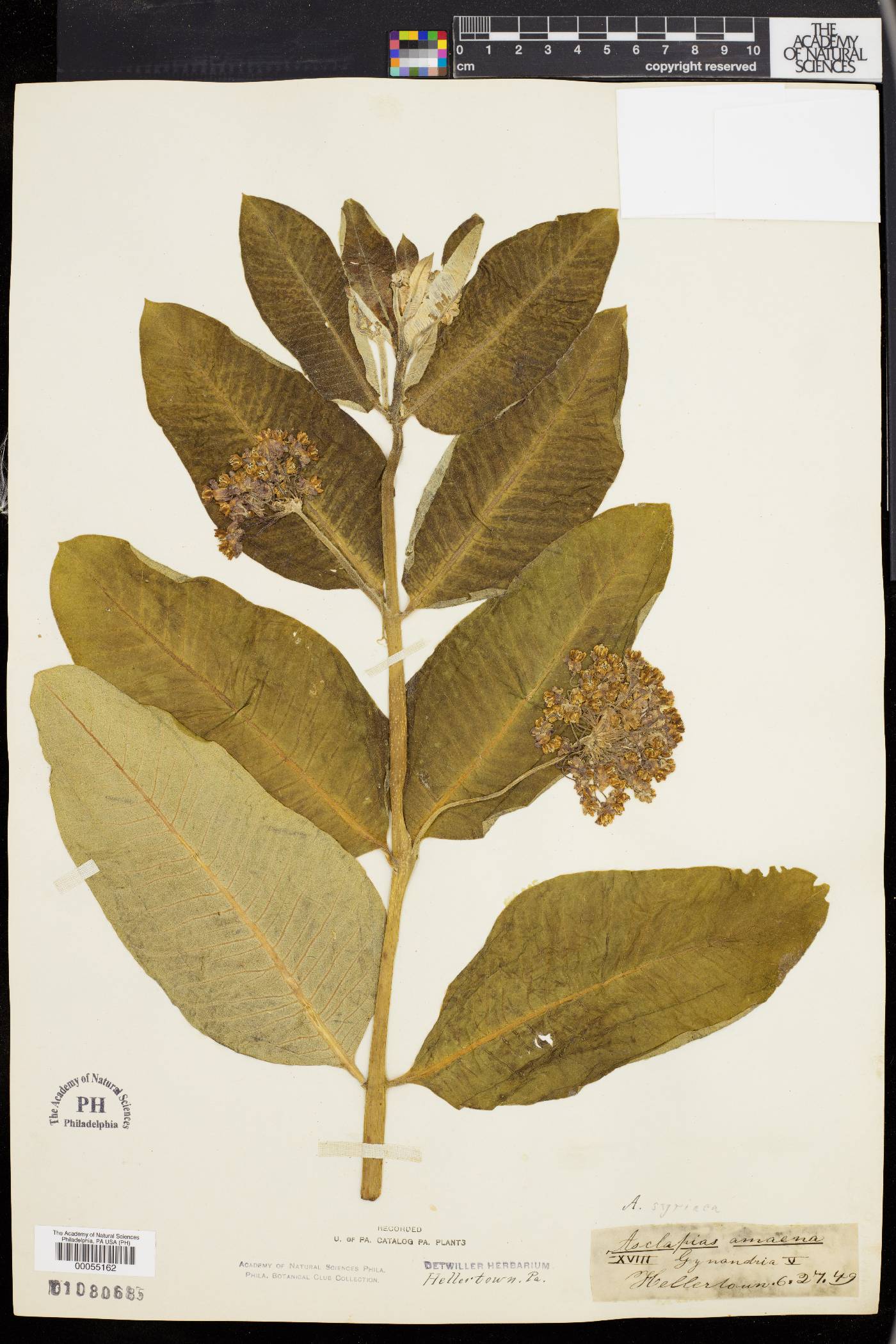 Asclepias amoena image