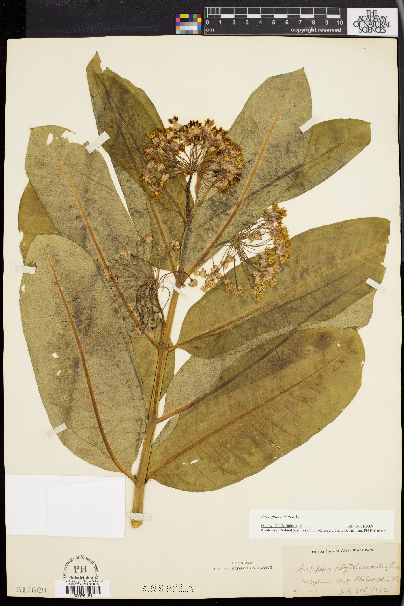 Asclepias phytolaccoides image