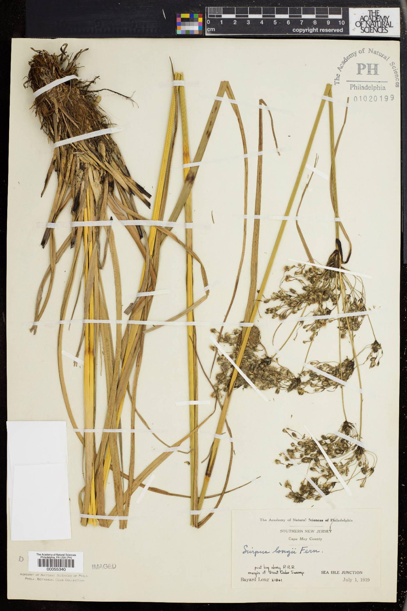 Scirpus longii image