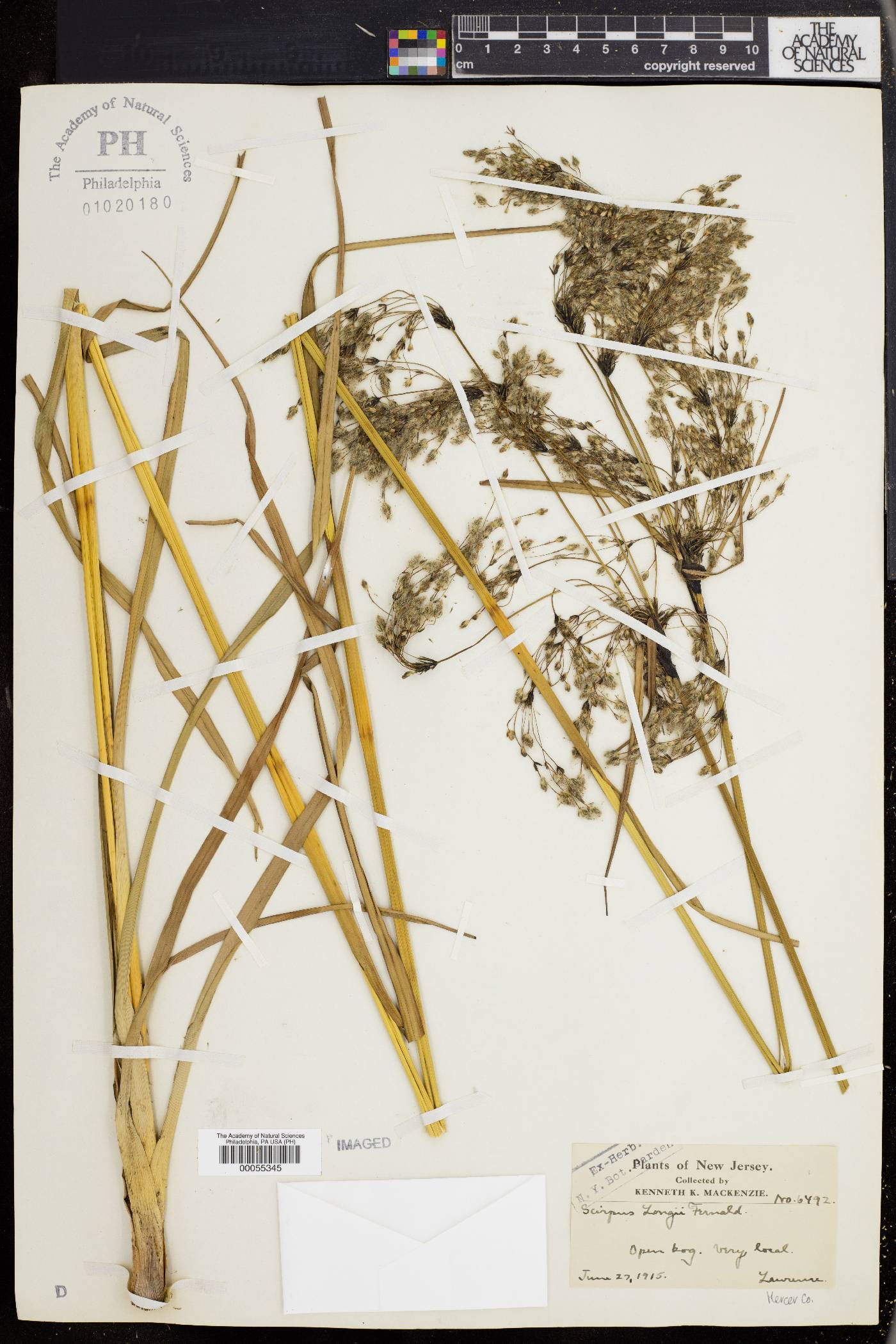 Scirpus longii image