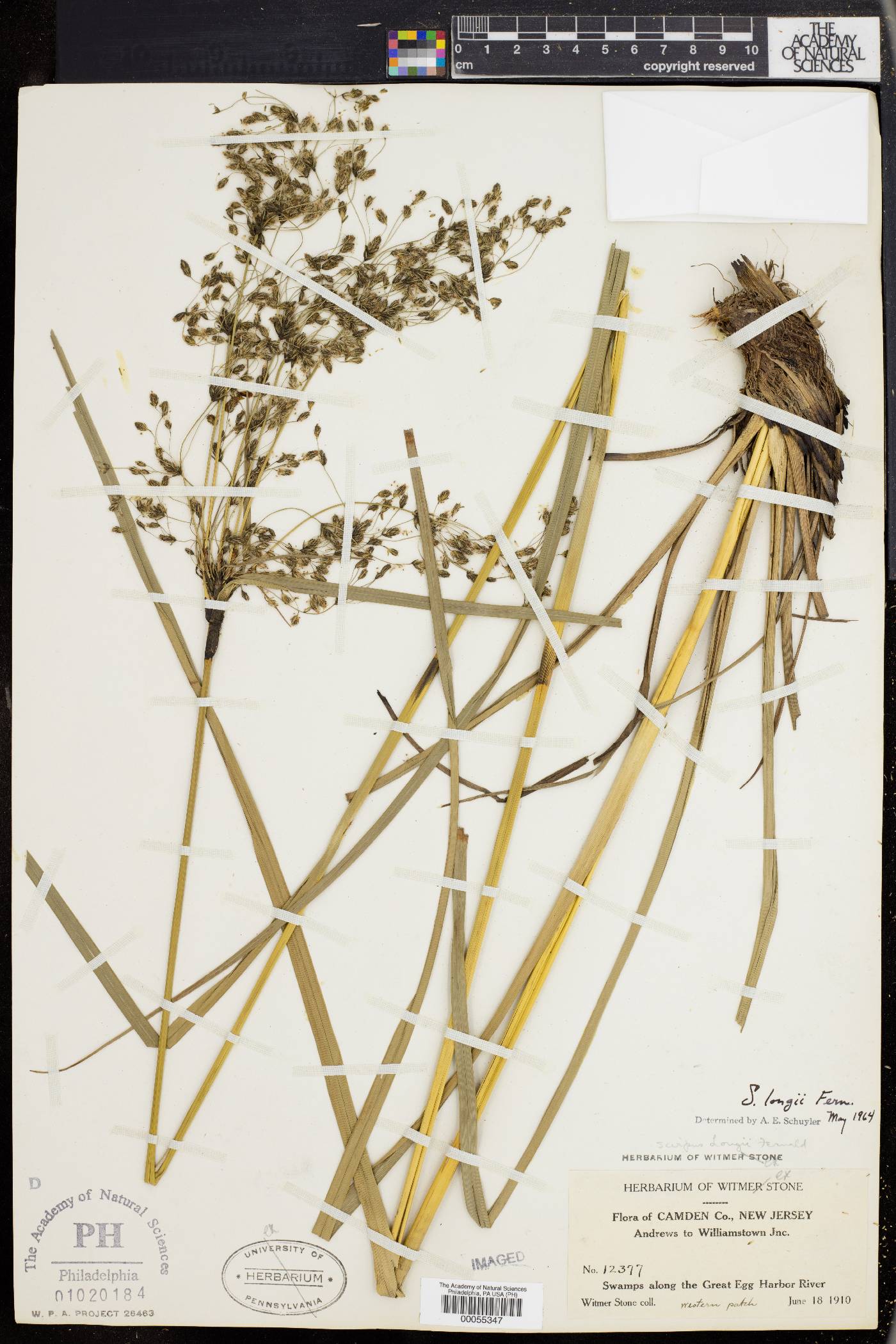 Scirpus longii image